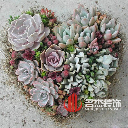 辦公室香草视频APP成人風水之多肉植物.jpg