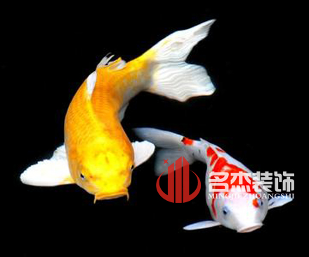 辦公室香草视频APP成人風水之養殖金魚.jpg