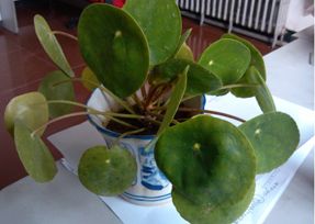 辦公室香草视频APP成人設計之葉子大植物.jpg