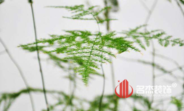 辦公室香草视频APP成人風水之綠植.jpg 辦公室香草视频APP成人風水之綠植.jpg